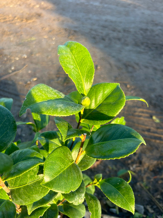Camellia Japonica 'Madame Strekaloff' 70cm 3L - Buy Plants Online at Web Garden Centre