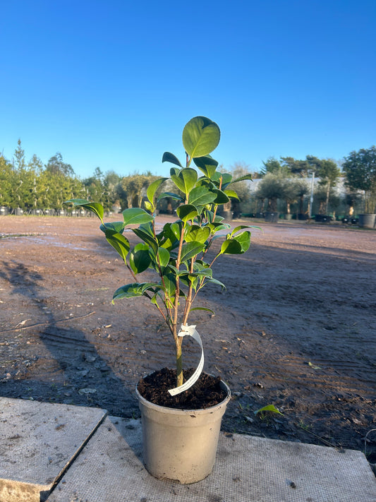 Camellia Japonica 'Madame Strekaloff' 70cm 3L - Buy Plants Online at Web Garden Centre