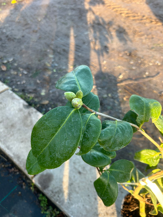 Camellia Japonica 'Mathotiana Alba' 70cm 3L - Buy Plants Online at Web Garden Centre