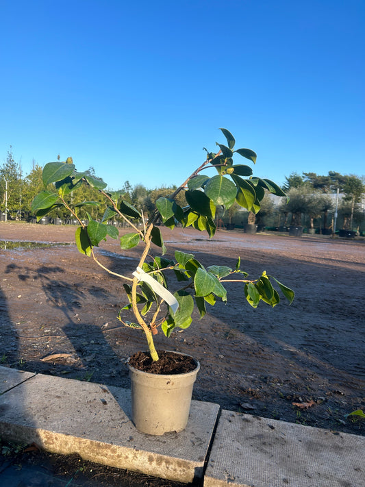 Camellia Japonica 'Mathotiana Alba' 70cm 3L - Buy Plants Online at Web Garden Centre