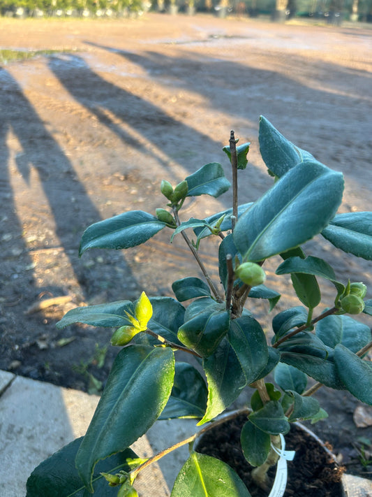 Camellia Japonica 'Nigra' 60cm 3L - Buy Plants Online at Web Garden Centre