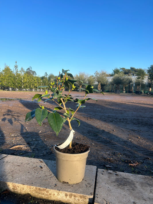 Camellia Japonica 'Nigra' 60cm 3L - Buy Plants Online at Web Garden Centre