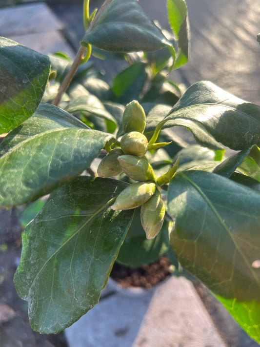 Camellia Japonica 'Peach Blossom' 80cm 3L - Buy Plants Online at Web Garden Centre