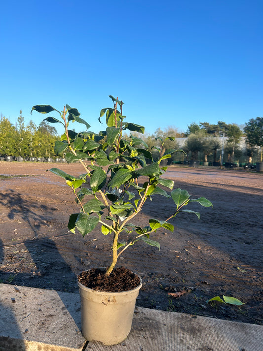 Camellia Japonica 'Peach Blossom' 80cm 3L - Buy Plants Online at Web Garden Centre