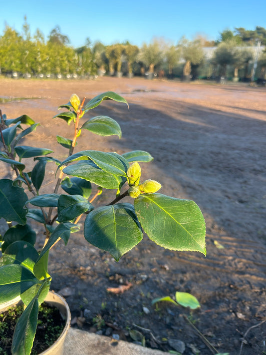 Camellia Japonica 'Roi Des Belges' 70cm 3L - Buy Plants Online at Web Garden Centre