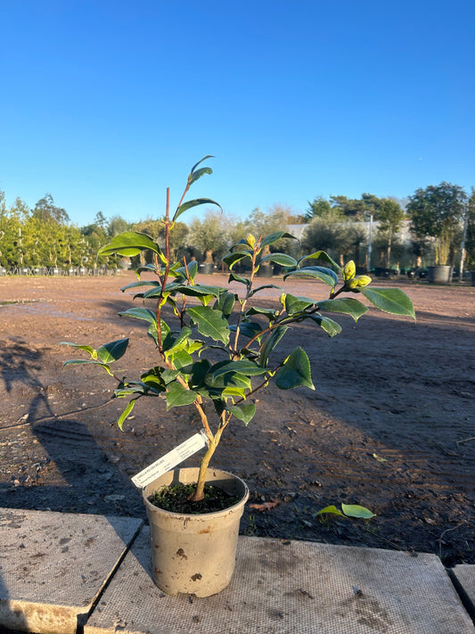 Camellia Japonica 'Roi Des Belges' 70cm 3L - Buy Plants Online at Web Garden Centre