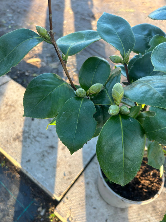 Camellia Japonica 'Shimeo Tome' 75cm 3L - Buy Plants Online at Web Garden Centre