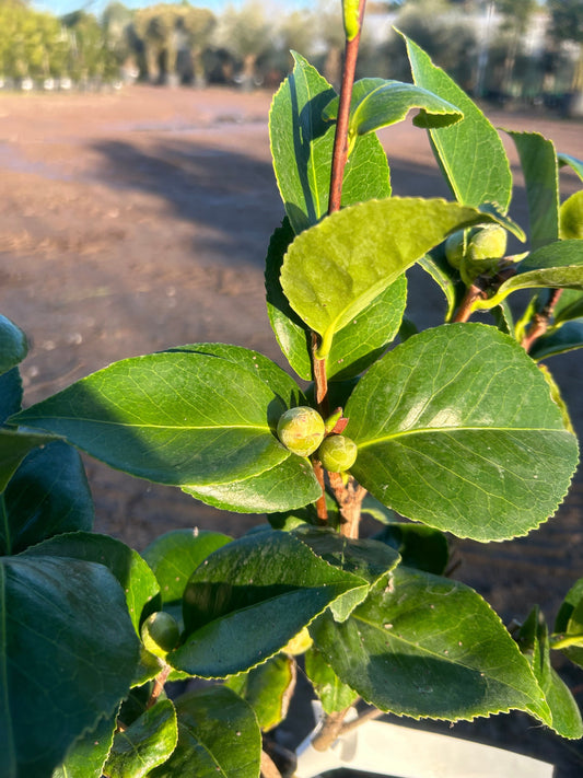 Camellia Japonica 'Tricolour' 70cm 3L - Buy Plants Online at Web Garden Centre