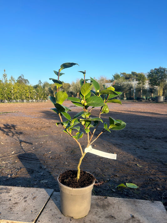 Camellia Japonica 'Tricolour' 70cm 3L - Buy Plants Online at Web Garden Centre