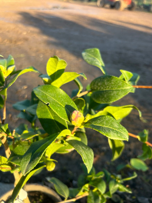 Camellia Japonica 'Williamsi Anticipation' 80cm 3L - Buy Plants Online at Web Garden Centre