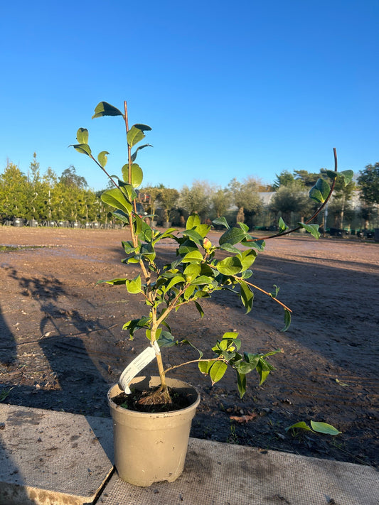Camellia Japonica 'Williamsi Anticipation' 80cm 3L - Buy Plants Online at Web Garden Centre