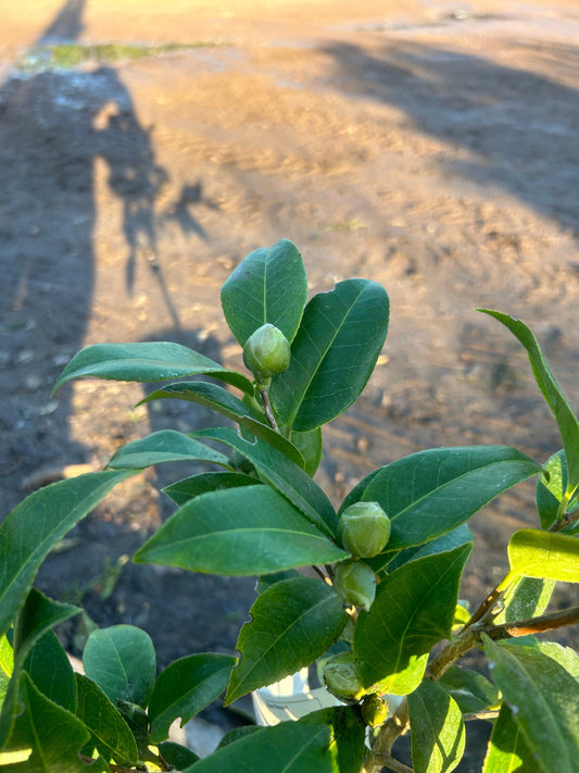 Camellia Japonica 'Williamsi Debbie' 60cm 3L - Buy Plants Online at Web Garden Centre