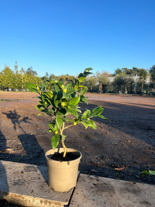 Camellia Japonica 'Williamsi Debbie' 60cm 3L - Buy Plants Online at Web Garden Centre