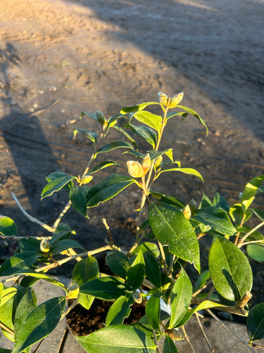 Camellia Japonica 'Williamsi Donation' 50cm 3L - Buy Plants Online at Web Garden Centre
