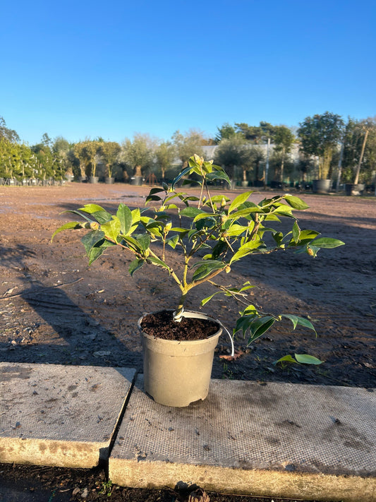 Camellia Japonica 'Williamsi Donation' 50cm 3L - Buy Plants Online at Web Garden Centre