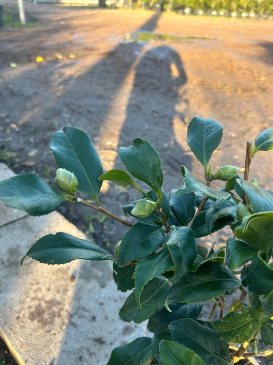 Camellia Japonica 'Yours Truly' 50cm 3L - Buy Plants Online at Web Garden Centre