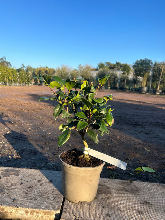 Camellia Japonica 'Yours Truly' 50cm 3L - Buy Plants Online at Web Garden Centre
