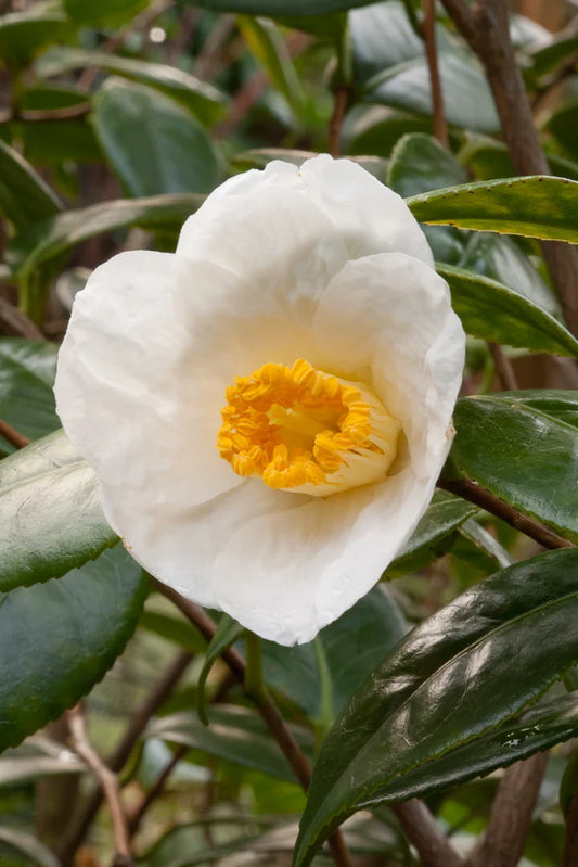 Camellia Japonica 'Alba Simplex' 50cm 3L - Buy Plants Online at Web Garden Centre
