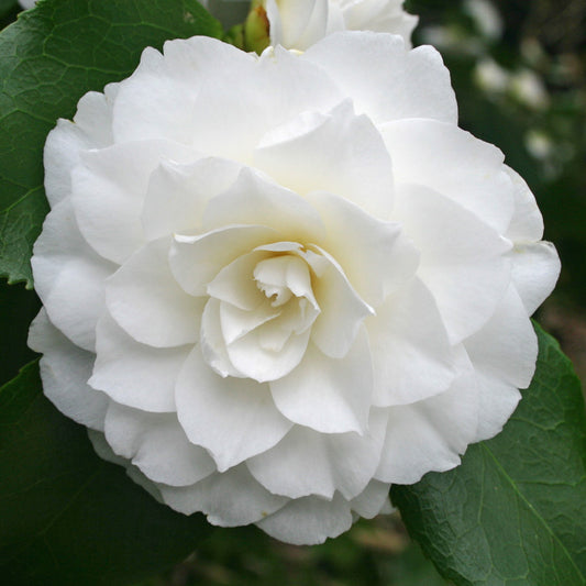 Camellia Japonica 'Imbricata Alba' 60cm 3L - Buy Plants Online at Web Garden Centre