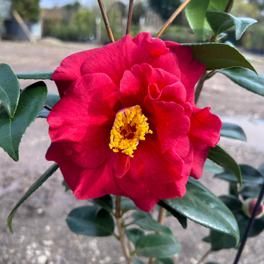 Camellia Japonica 'Audolphe Audusson' 100cm 4L - Buy Plants Online from  Web Garden Centre - Just £40!