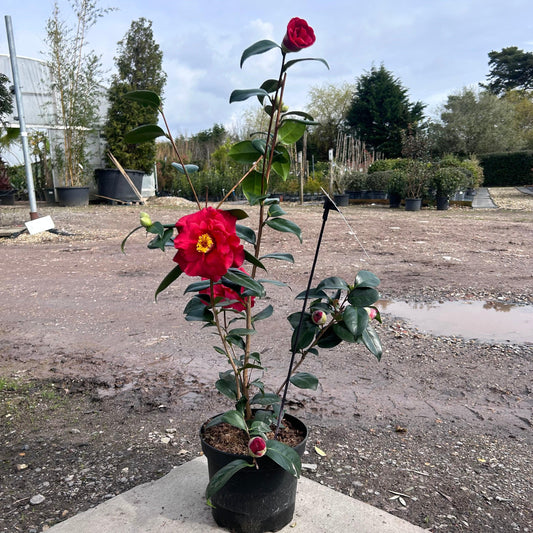 Camellia Japonica 'Audolphe Audusson' 100cm 4L - Buy Plants Online from  Web Garden Centre - Just £40!