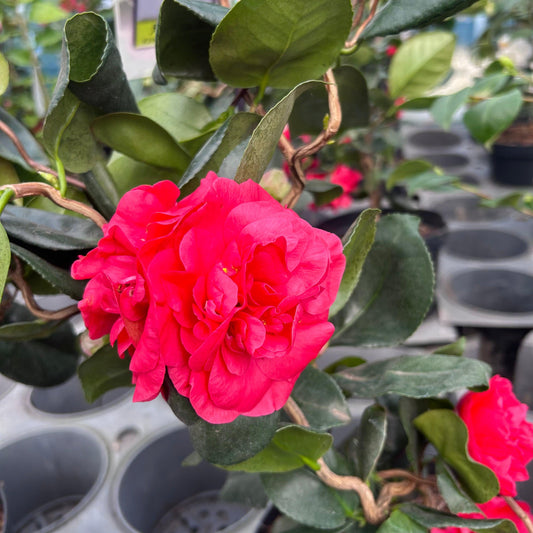Camellia Japonica 'Curly Lady' 80cm 4L - Buy Plants Online from  Web Garden Centre - Just £40!