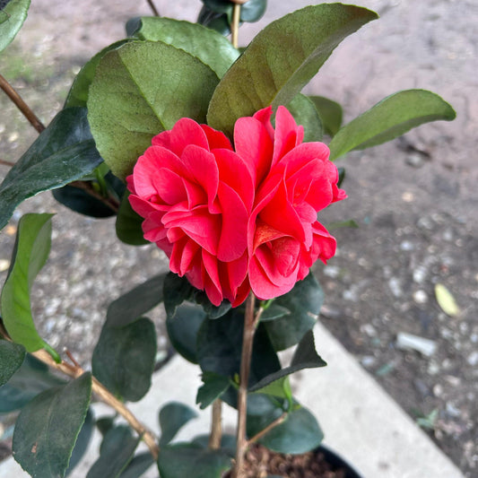 Camellia Japonica 'Lady Cambell' 80cm 3L - Buy Plants Online at Web Garden Centre