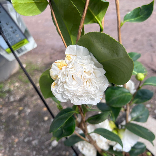 Camellia Japonica 'Powder Puff' 90cm 4L - Buy Plants Online at Web Garden Centre