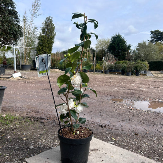 Camellia Japonica 'Powder Puff' 90cm 4L - Buy Plants Online from  Web Garden Centre - Just £40! 