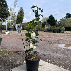 Camellia Japonica 'Powder Puff' 90cm 4L - Buy Plants Online from  Web Garden Centre - Just £40! 