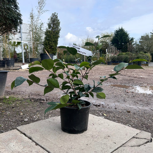 Camellia Japonica 'William Bartlett' 80cm 4L - Buy Plants Online from  Web Garden Centre - Just £40! 