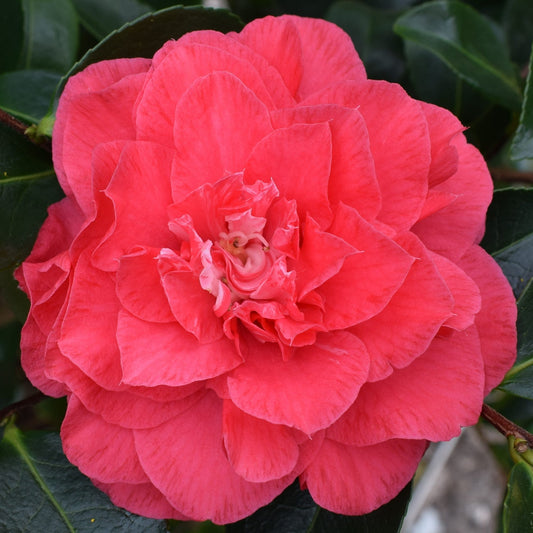 Camellia Japonica 'Joseph Pfingstl' 70cm 3L - Buy Plants Online at Web Garden Centre