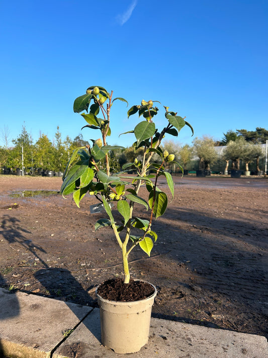 Camellia Japonica 'Lady Cambell' 80cm 3L - Buy Plants Online at Web Garden Centre