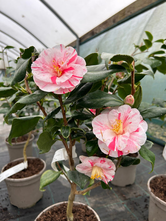 Camellia Japonica 'Lady De Saumarez' 60cm 3L - Buy Plants Online at Web Garden Centre