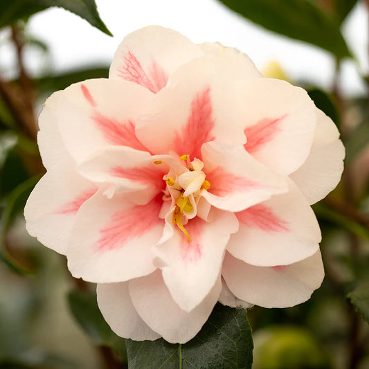 Camellia Japonica 'Lady Vansittart' 60cm 3L - Buy Plants Online at Web Garden Centre