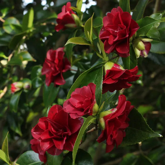 Camellia Japonica 'Nigra' 60cm 3L - Buy Plants Online at Web Garden Centre