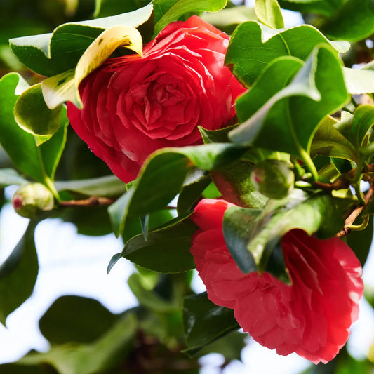 Camellia Japonica 'Roi Des Belges' 70cm 3L - Buy Plants Online at Web Garden Centre