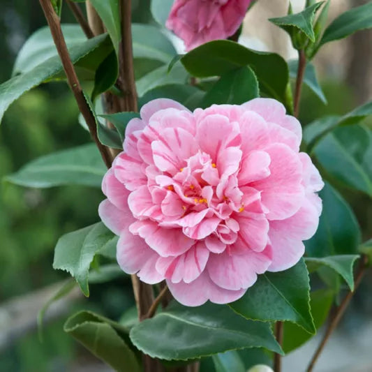 Camellia Japonica 'Tricolour' 70cm 3L - Buy Plants Online at Web Garden Centre
