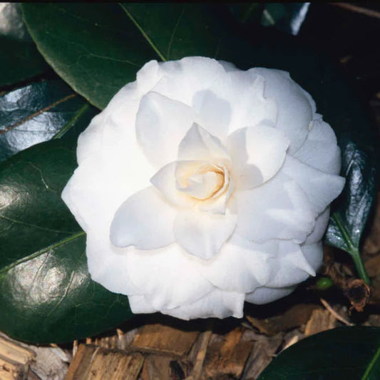 Camellia Japonica 'Mathotiana Alba' 70cm 3L - Buy Plants Online at Web Garden Centre