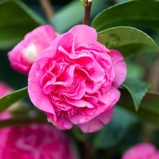 Camellia Japonica 'Williamsi Debbie' 60cm 3L - Buy Plants Online at Web Garden Centre