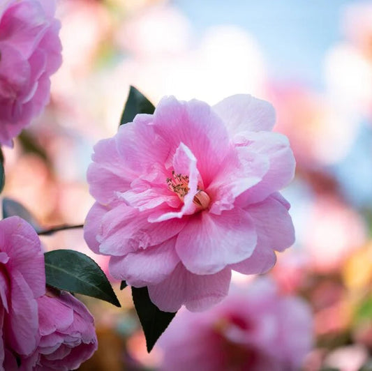 Camellia Japonica 'Williamsi Donation' 50cm 3L - Buy Plants Online at Web Garden Centre