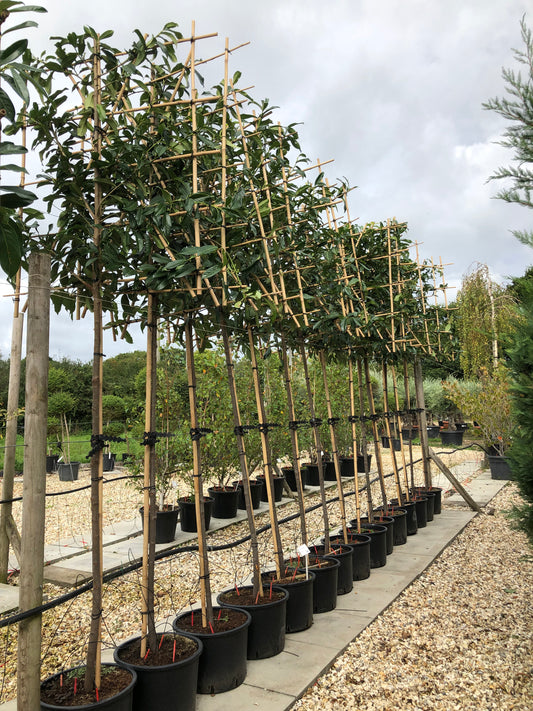 Cherry Laurel Pleached Tree - Buy Plants Online at Web Garden Centre