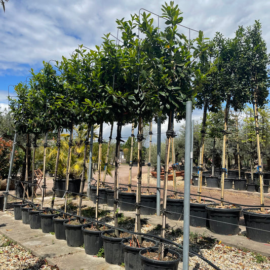 Cherry Laurel Pleached Tree - Buy Plants Online at Web Garden Centre