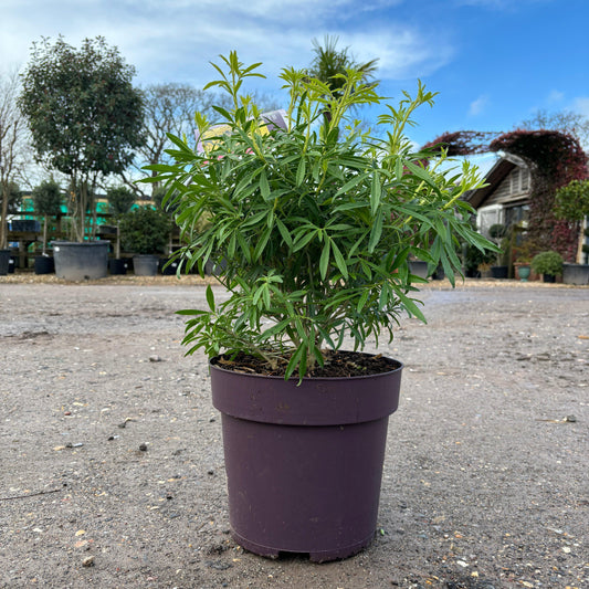 Choisya Ternata 'Goldfingers' 60-80cm 10L - Buy Plants Online at Web Garden Centre