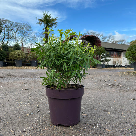 Choisya Ternata 'Goldfingers' 60-80cm 10L - Buy Plants Online at Web Garden Centre