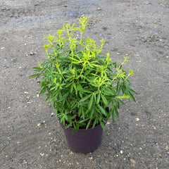 Choisya Ternata 'Goldfingers' 60-80cm 10L - Buy Plants Online from  Web Garden Centre - Just £45! 