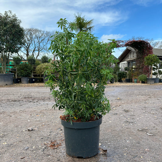 Choisya Ternata 'Greenfingers' 60-80cm 7.5L - Buy Plants Online at Web Garden Centre