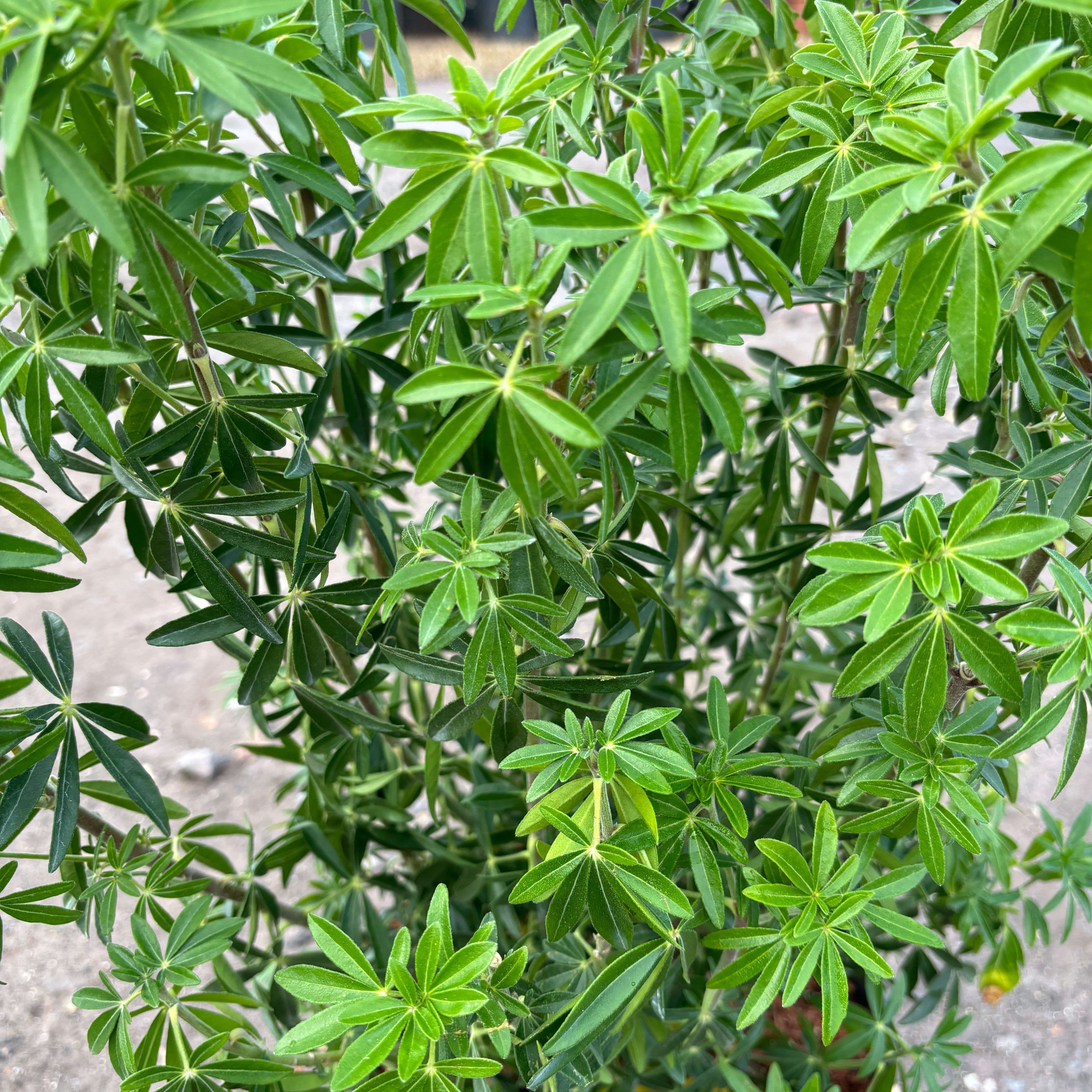 Choisya Ternata 'Greenfingers' 60-80cm 7.5L - Buy Plants Online from  Web Garden Centre - Just £50! 