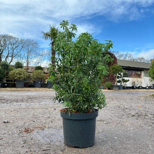 Choisya Ternata 'Greenfingers' 60-80cm 7.5L - Buy Plants Online at Web Garden Centre