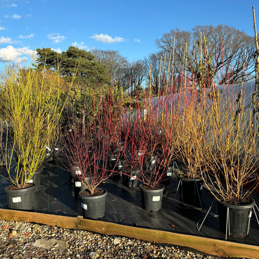 Cornus sericea 'Flaviramea' 200-210cm 25L - Buy Plants Online at Web Garden Centre
